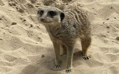 Meerkat in sand