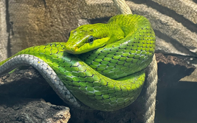 Green snake on a rope