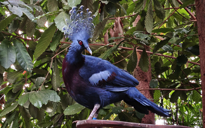 Victoria Crowned Pigeon sat in the trees