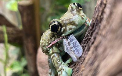 Amazon Milk Frog with a fly in it's mouth