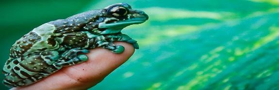 Frog