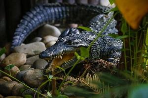Crocodile