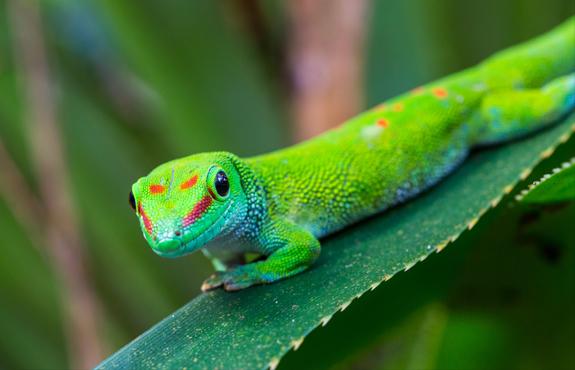 Gecko