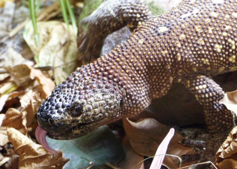 Mexican beaded Lizard