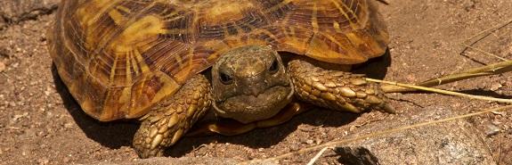 pancake tortoise