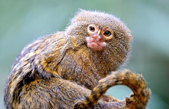 Pygmy Marmoset