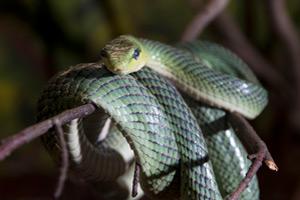 snake