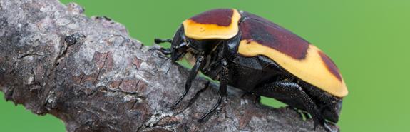Sunbeetle