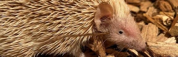 Tenrec