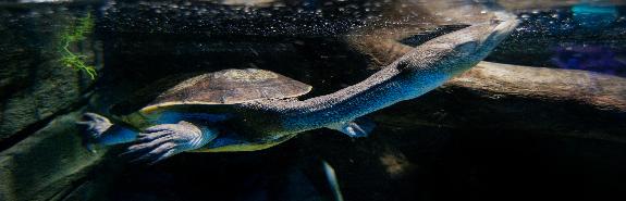 Snake Necked Turtle