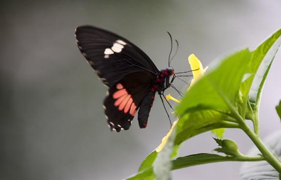 butterfly