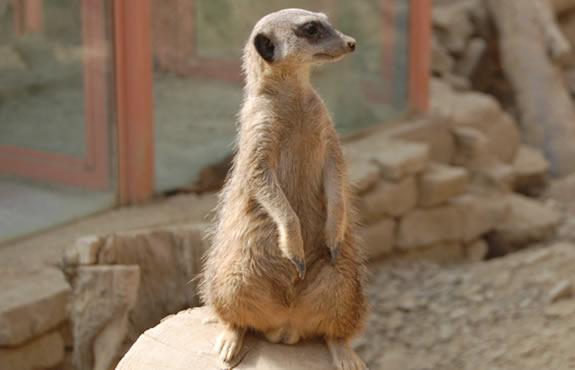 merkat